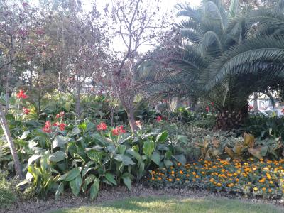 Bl&uuml;tenpracht im Oktober